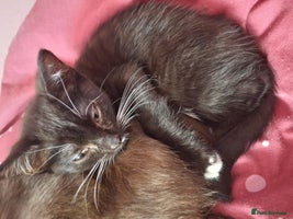 Mixed Breed cats - Advert 12