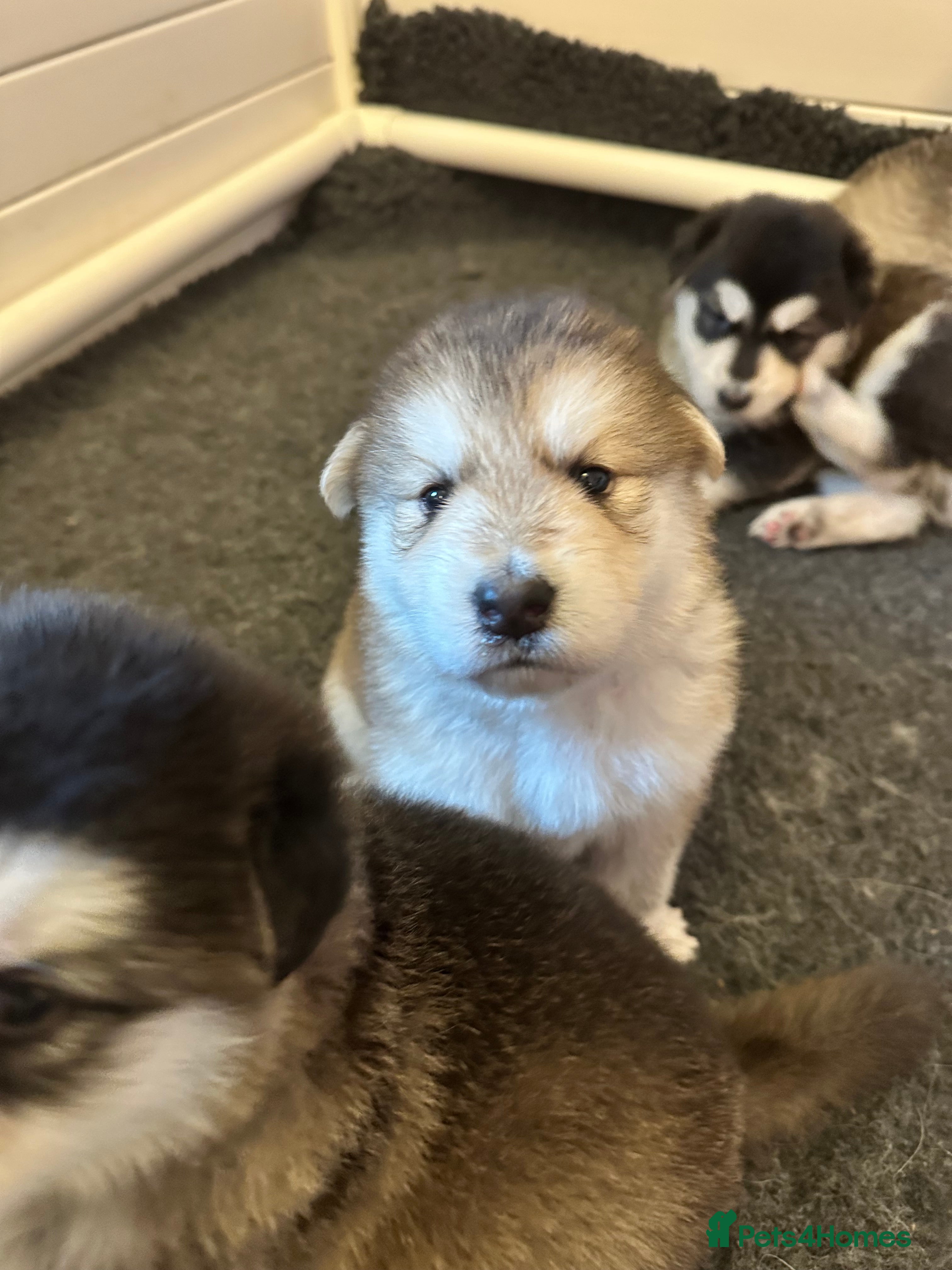 Mixed Breed dogs German Shepherd x White Swiss Shepherd - Advert 2