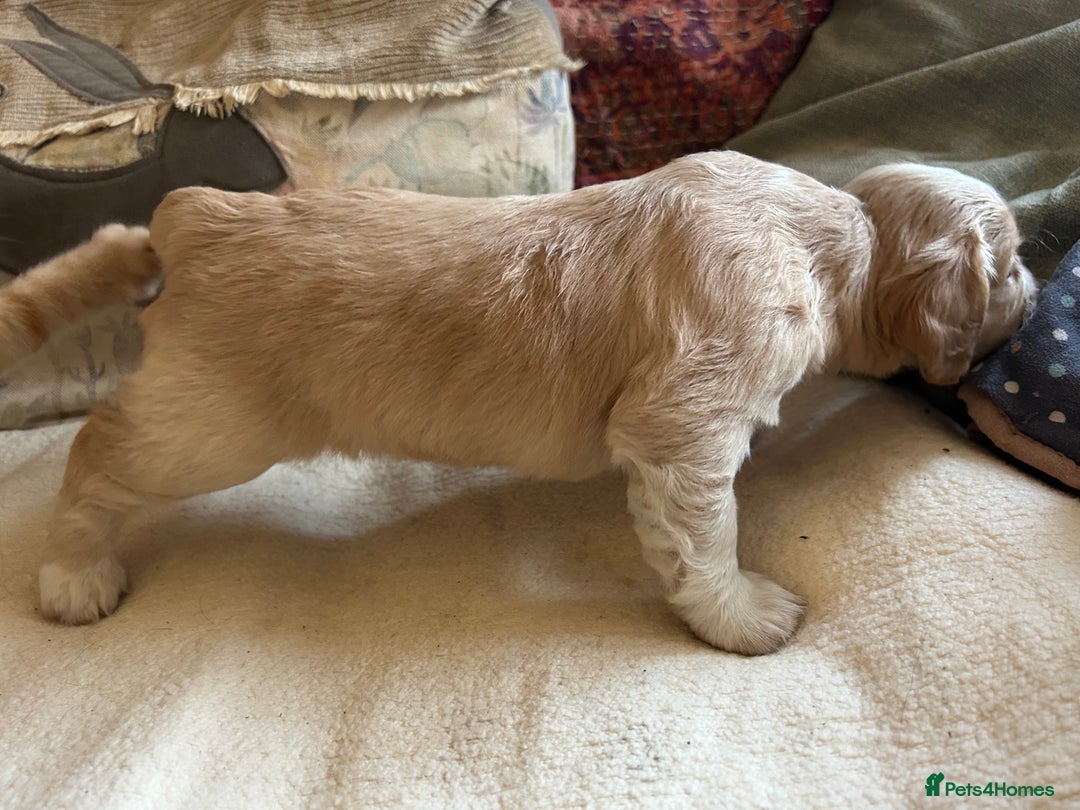 Cocker Spaniel dogs for sale: STUNNING WORKING COCKER SPANIEL PUPS - Advert 14