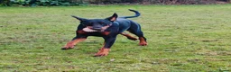 Dobermann dogs for sale: A Stunning strong KC Reg Black & Tan Doberman - Advert 5