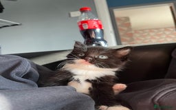 Ragdoll cats for sale: Black and white ragdoll cross  - Image 1