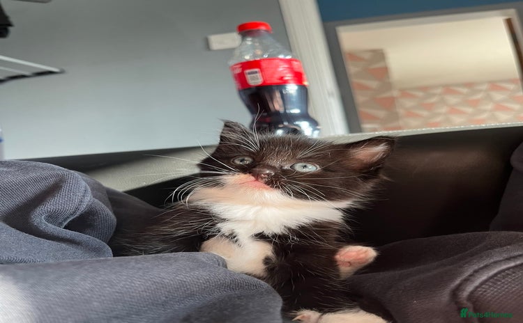 Ragdoll cats - Advert 1