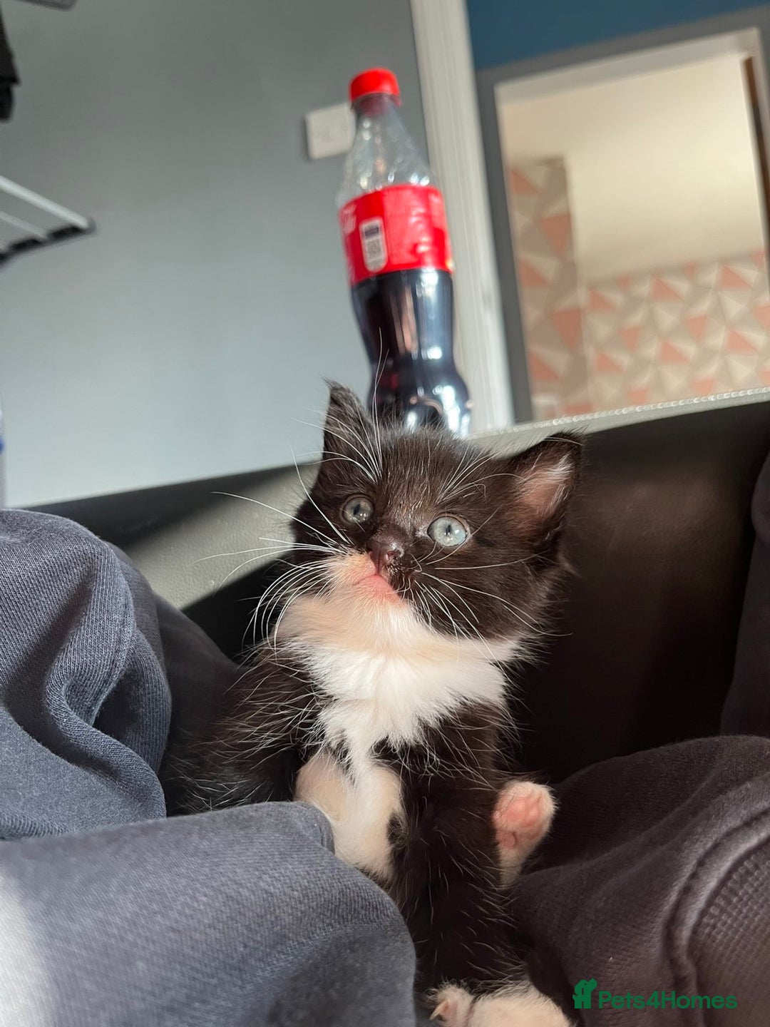 Ragdoll cats for sale: Black and white ragdoll cross  - Image 1