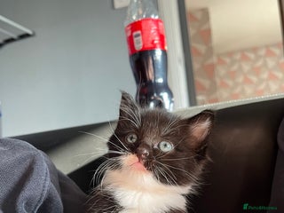 Ragdoll cats - Advert 9