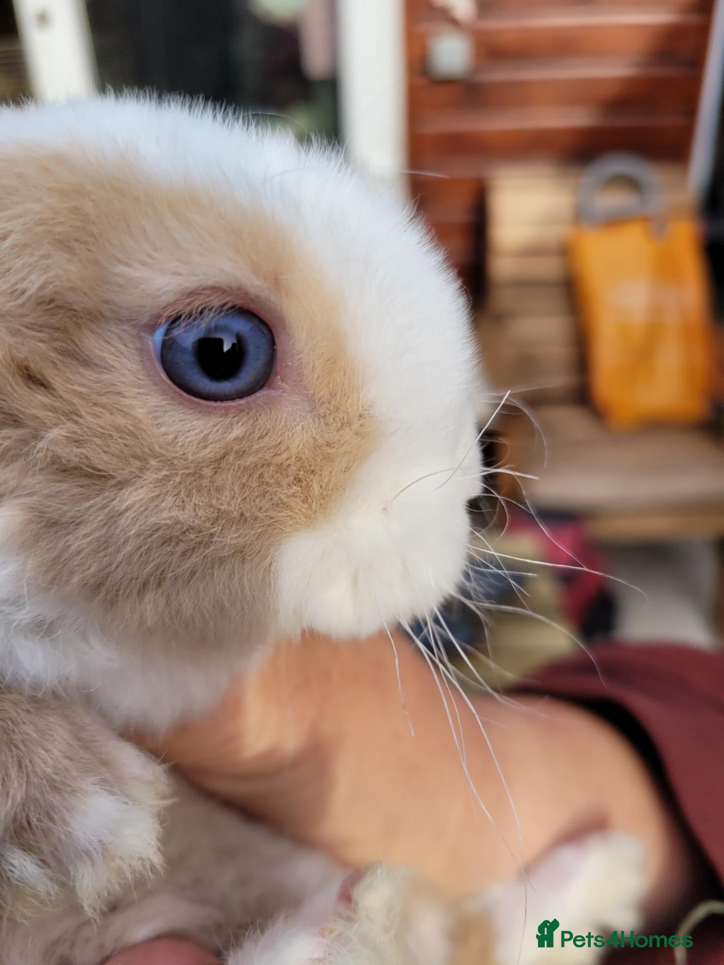 Mini Lop rabbits for sale: Gorgeous Purebred Mini Plush Lops - Advert 1