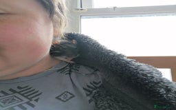 Rat rodents for sale: Free Rats with Cage etc, to good home - Image 11