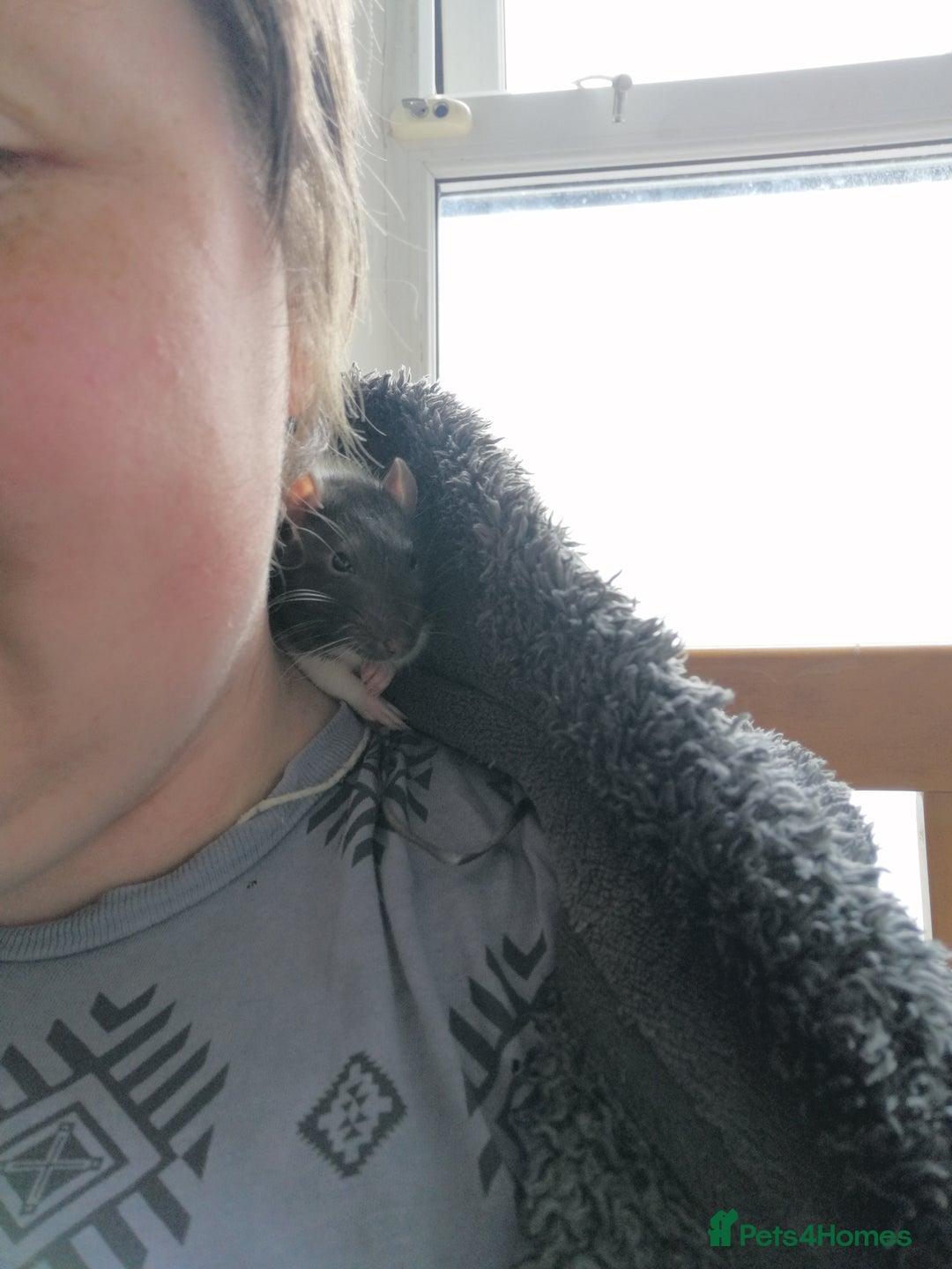 Rat rodents for sale: Free Rats with Cage etc, to good home - Image 11