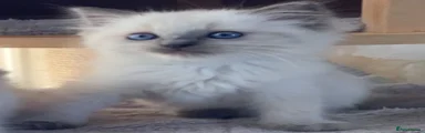 💙 Blue Point Ragdoll Boy 💙 Pickle