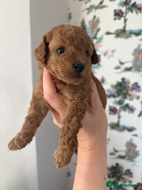 Cavapoo dogs Cavapoo puppies Only 3 Left ❤️ - Advert 13