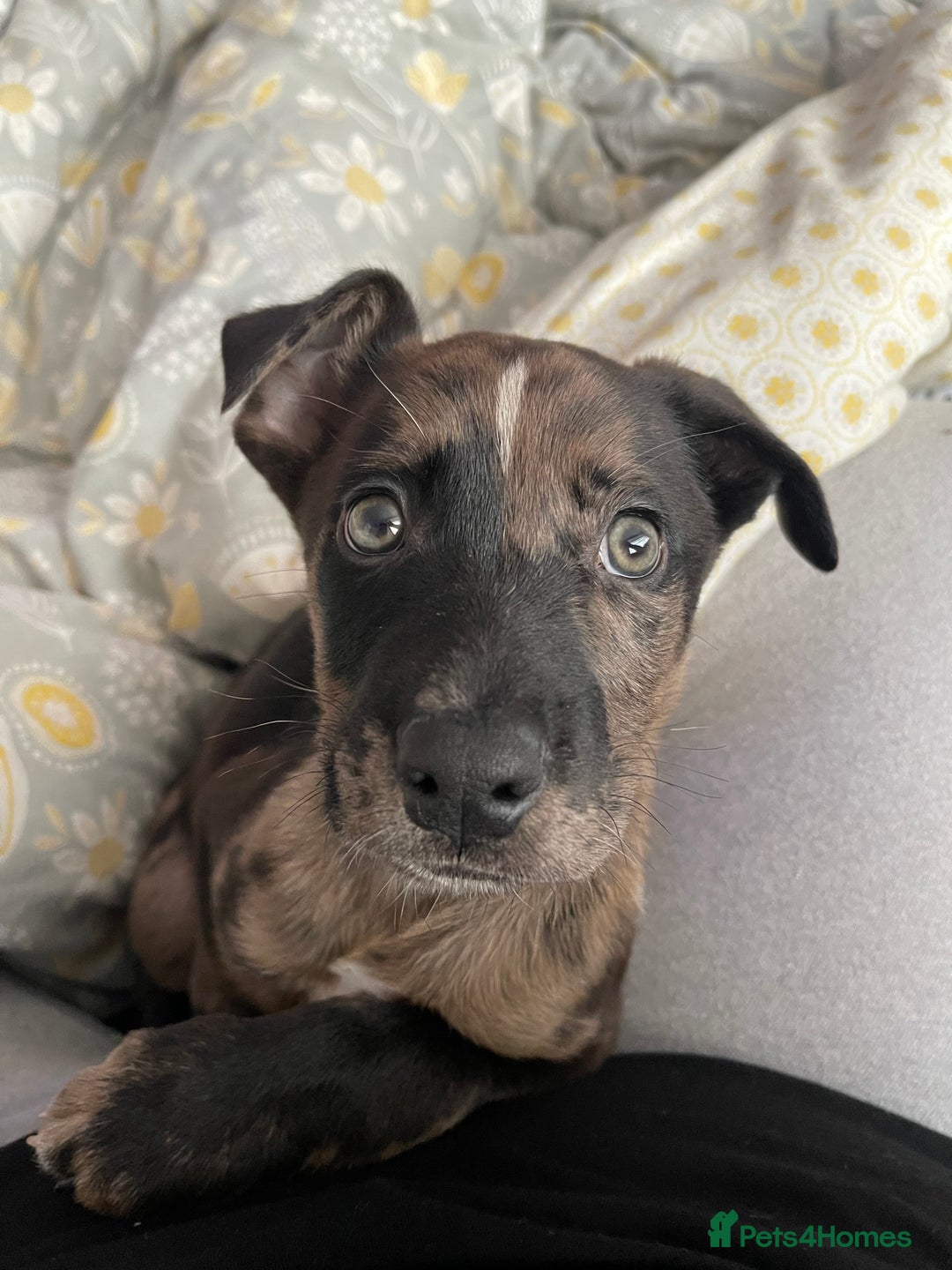 Mixed Breed dogs for sale: Groot - German Shephard Mix - Advert 8