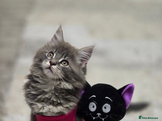 Maine Coon cats Maine Coon GCCF - Advert 1