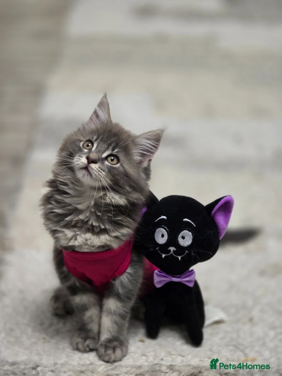 Maine Coon cats for sale: MAINE COON  RESERVED - Advert 7