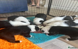 Sheepadoodle dogs for sale: Sheepadoodle Puppies -4 Female, 3 Male - Image 18