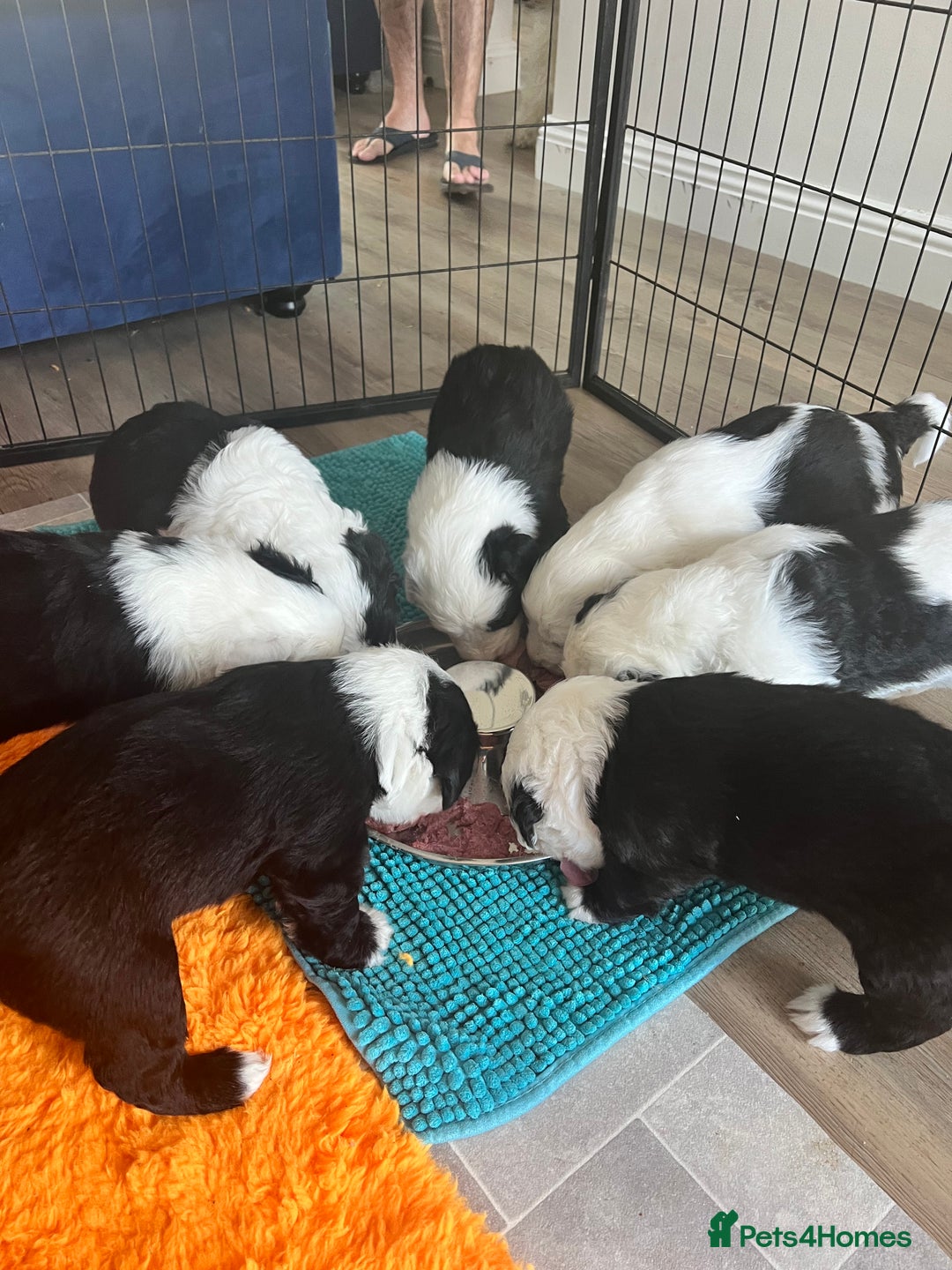 Sheepadoodle dogs for sale: Sheepadoodle Puppies -4 Female, 3 Male - Image 18