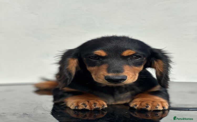 Miniature Dachshund dogs - Advert 14