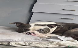 Mixed Breed dogs for sale: X bully cross staff  - Image 2