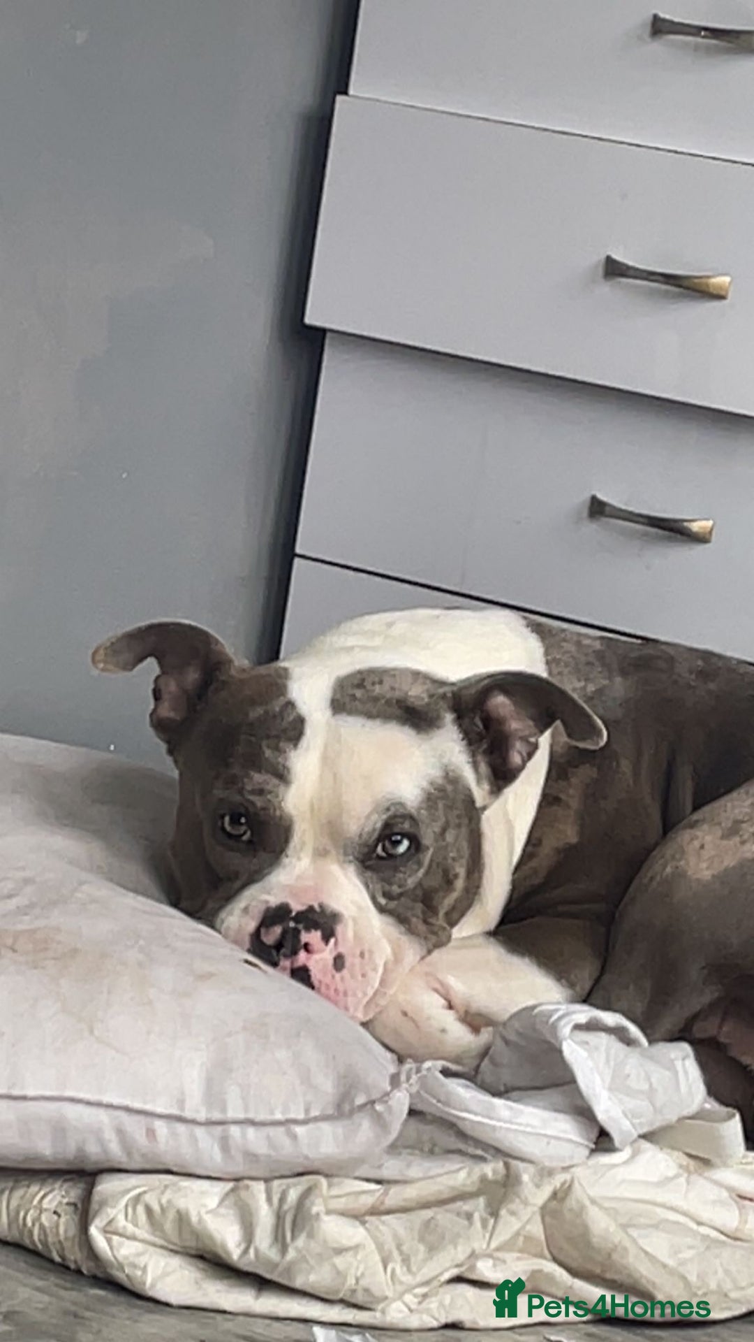 Mixed Breed dogs for sale: X bully cross staff  - Image 2