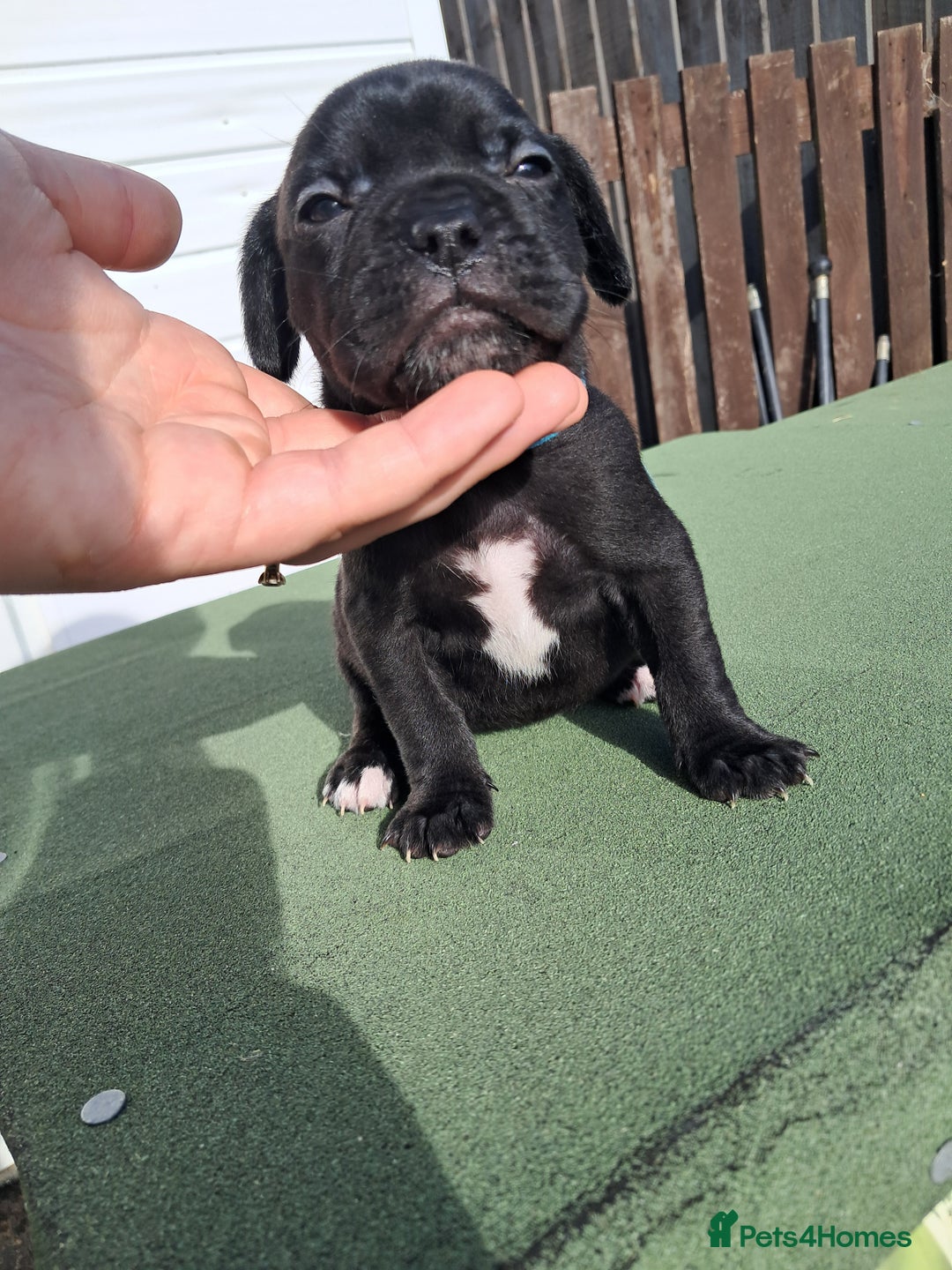 Mixed Breed dogs for sale: Frenchbulldog cross puppies  - Image 5