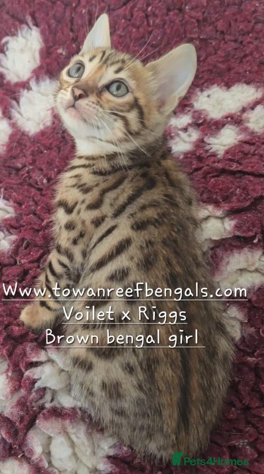 Bengal cats Tica registered bengal kittens (cashmere carriers) - Advert 9