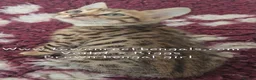 Bengal cats for sale: Tica registered bengal kittens (cashmere carriers) - Advert 1