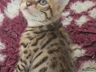 Bengal cats Tica registered bengal kittens (cashmere carriers) - Advert 9