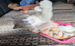 Ragamese cats for sale: 🐾💎Ragdoll X Siamese (Ragamese) Kittens💎🐾 - Image 32