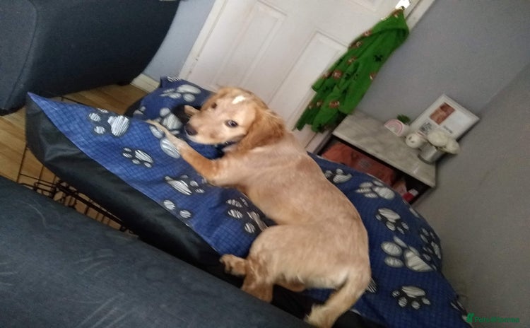 Mixed Breed dogs - Advert 4
