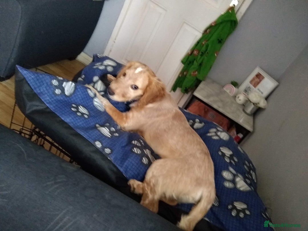 Mixed Breed dogs for sale: Cocker spaniel  - Image 1