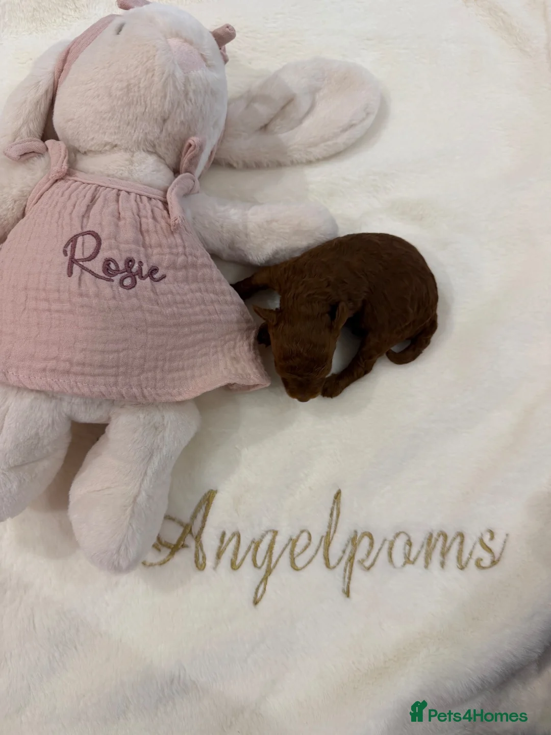 Toy Poodle dogs for sale: Asian x toy poodle  - Advert 2