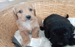 Cockapoo dogs for sale: F1 Cockapoo pups for sale - Image 2