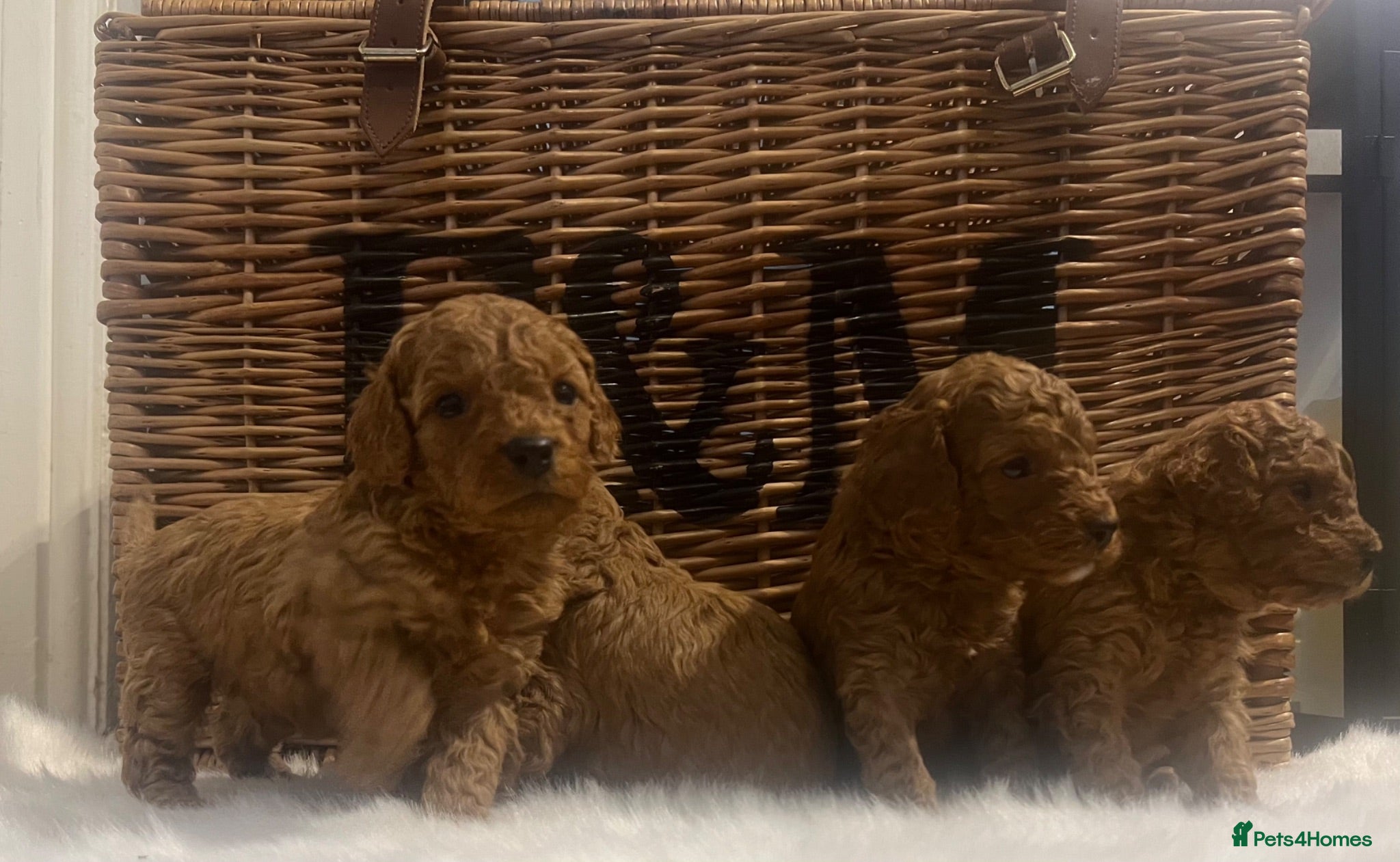 Cavapoo dogs Stunning deep red TOY cavapoo pups - Advert 1
