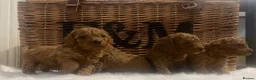 Cavapoo dogs for sale: Stunning deep red TOY cavapoo pups - Advert 1