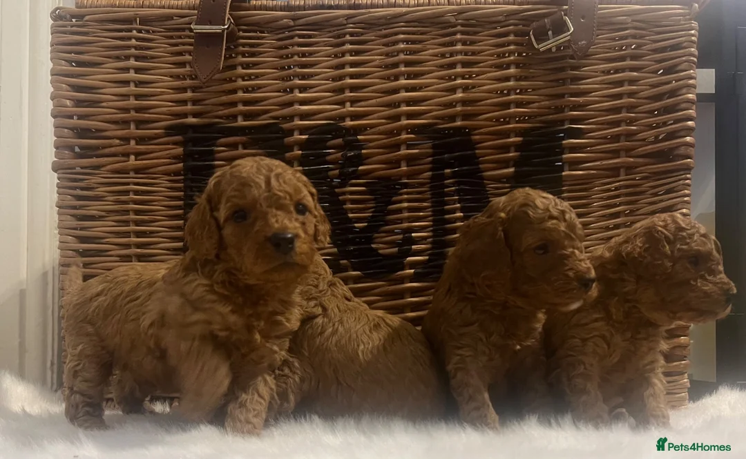 Cavapoo dogs for sale: Stunning deep red TOY cavapoo pups - Advert 1
