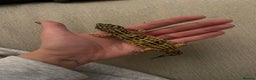 Leopard Gecko reptiles for sale: Leopard gecko for sale - Advert 2