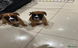 Boxer dogs for sale: 5 🌟 KC registered Boxer pups - Image 2