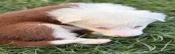 Border Collie dogs for sale: BEAUTIFUL BC PUPS, HEALTH TESTED CLEAR PARENTS  - Advert 7