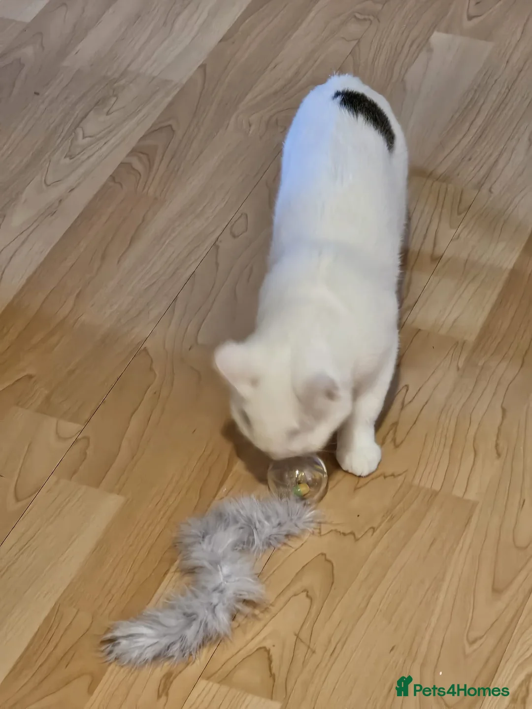 Mixed Breed cats for adoption: Special Nova needs a special indoor home - Advert 21