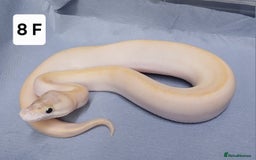 Python Snake reptiles for sale: Royal Python Morph Hatchling's Female - Image 1