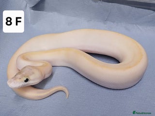 Python Snake reptiles - Advert 1