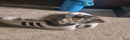 Mixed Breed cats for sale: 2 beautiful fluffy bengal cross kittens - Advert 6