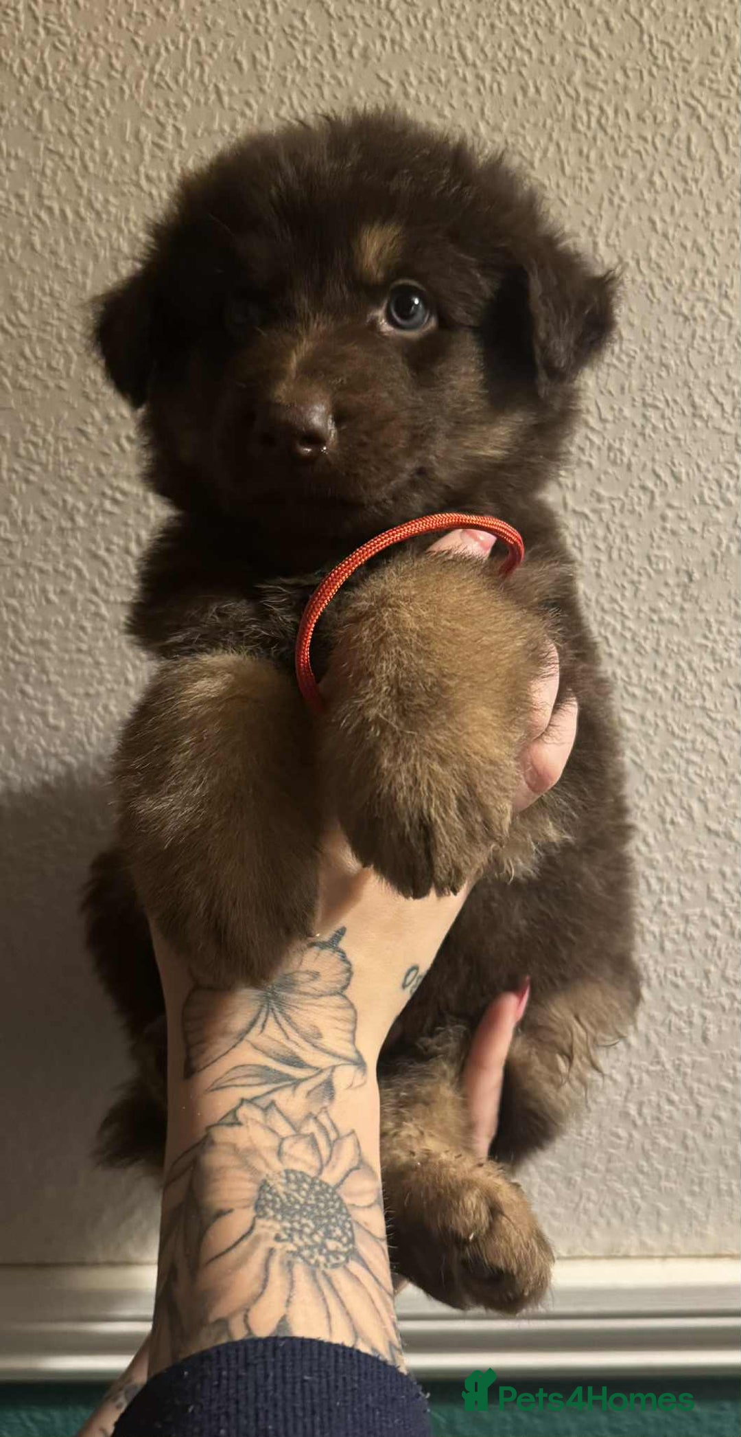 German Shepherd dogs for sale: Beautiful straight back German Shepherds  - Image 27