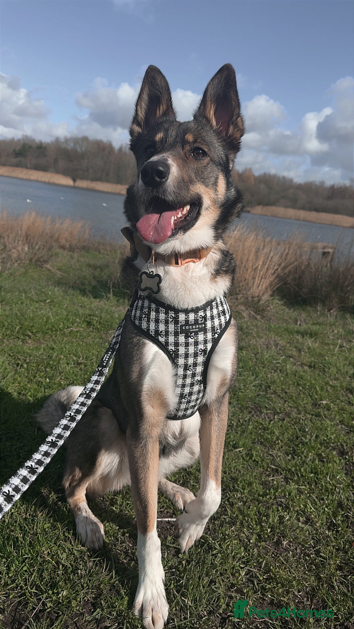 Mixed Breed dogs Female German shephard x husky age 2 - Advert 1