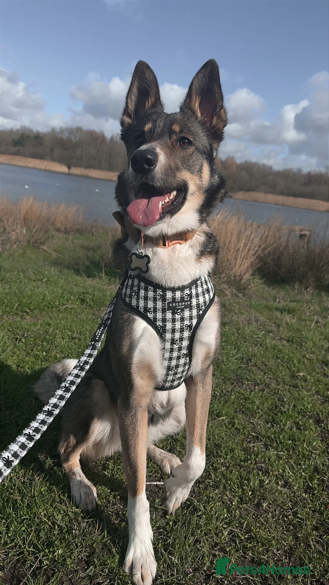 Mixed Breed dogs for sale: Female German shephard x husky age 2 - Advert 1