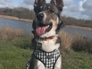 Mixed Breed dogs Female German shephard x husky age 2 - Advert 1