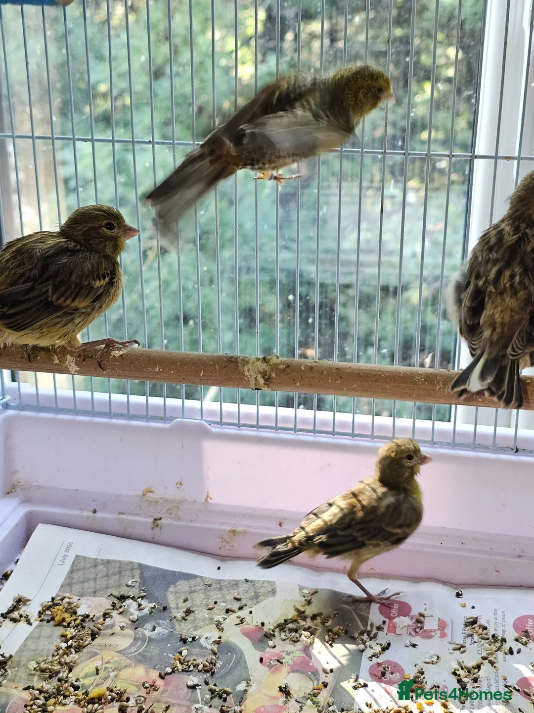 Canaries birds for sale: Beautiful Young Canaries For Sale - Advert 3