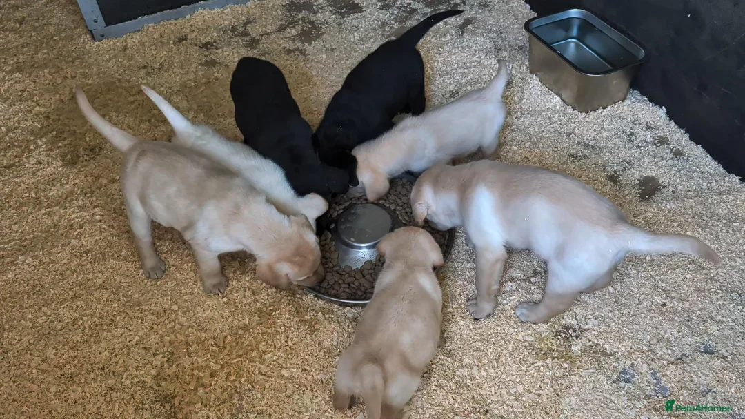 Labrador Retriever dogs for sale: Beautiful show bred family pets  - Advert 1
