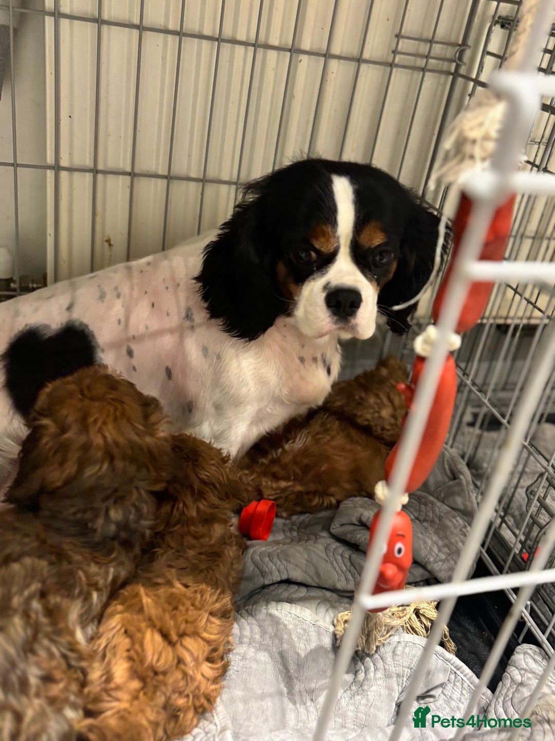 Cavapoo dogs for sale: Cavapoo - Image 1