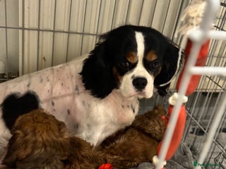 Cavapoo dogs - Advert 3