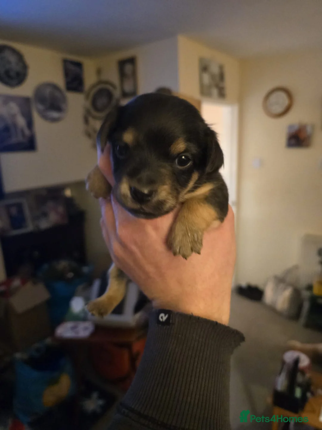 Jack Russell dogs for sale: Jack russle puppies  - Advert 13