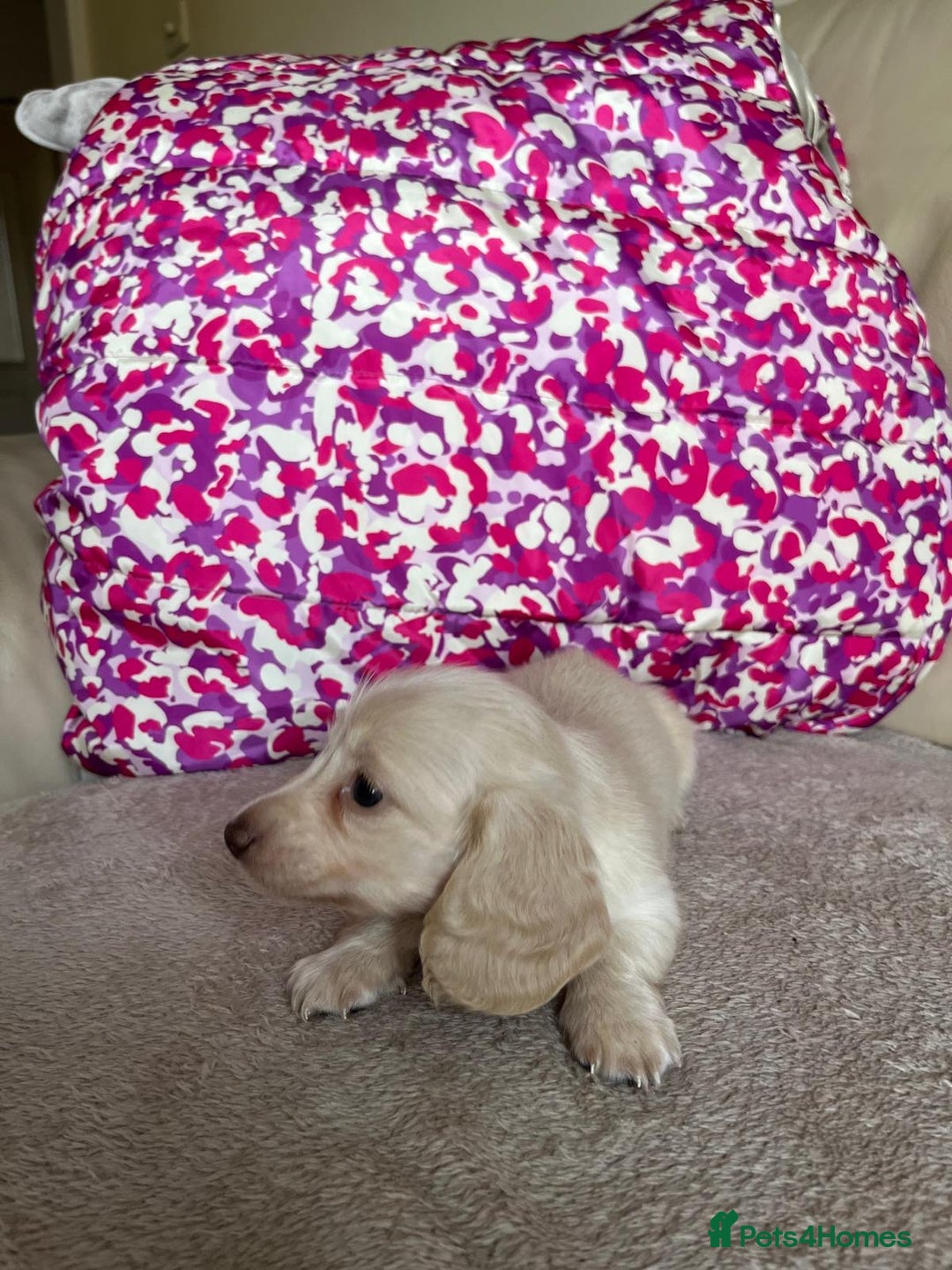 Miniature Dachshund dogs for sale: Miniature dachshunds  - Image 4